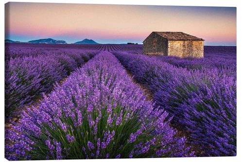 Leinwandbild lavendelfarben - leinwandbild,