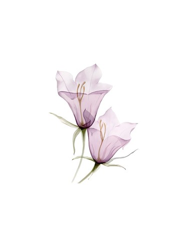Lila blumen transparenter - blumen,