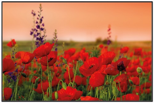 Wallario premium poster - wallario, plakat