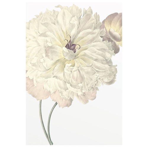 Wandbild illustration dahlia - illustration,