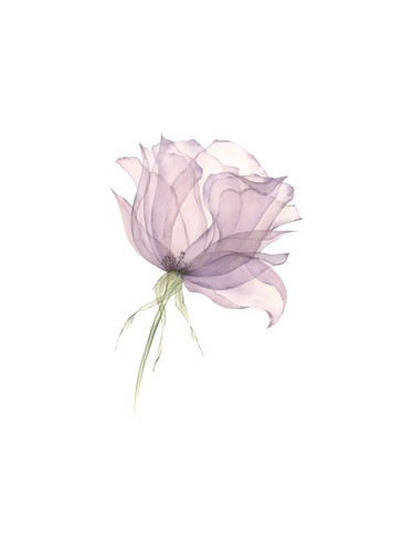 Lila blumen aquarell - aquarell, poster