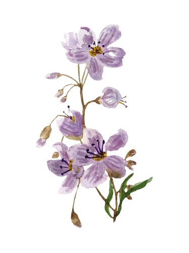 Lila blumen aquarell - lila,