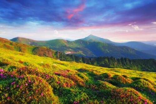 Wandbild rhododendronblüten - wandbild:,