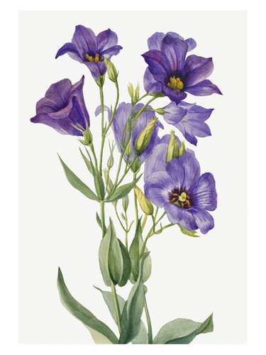 Lila blumen aquarell poster - blumen,