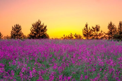 Die sommerlandschaft mit - sommerlandschaft,