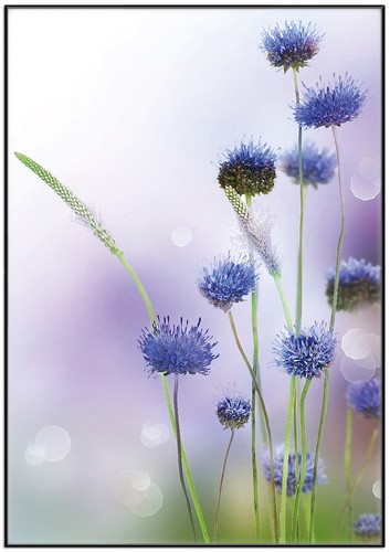 Wallario premium poster plakat - wallario,