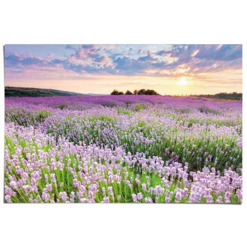 Poster lavendelfeld papier - -,
