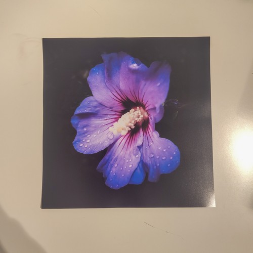 Wandbild poster lila blume - poster,