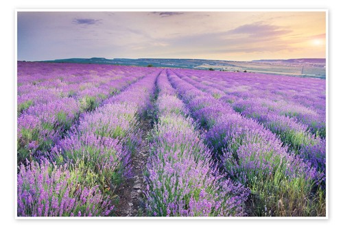 Poster lavendel - poster, im