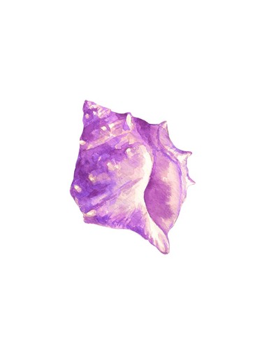 Lila muschel aquarell - aquarell, |
