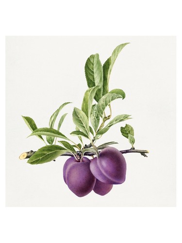 Lila obst botanisches poster - lila,