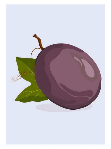 Lila pflaumen illustration - pflaumen,