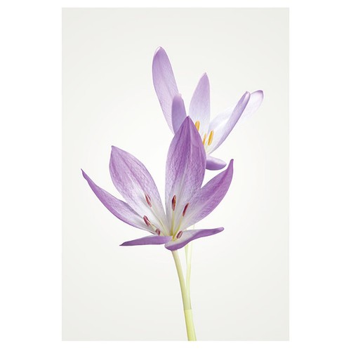 Wandbild autumn crocus - wandbild,