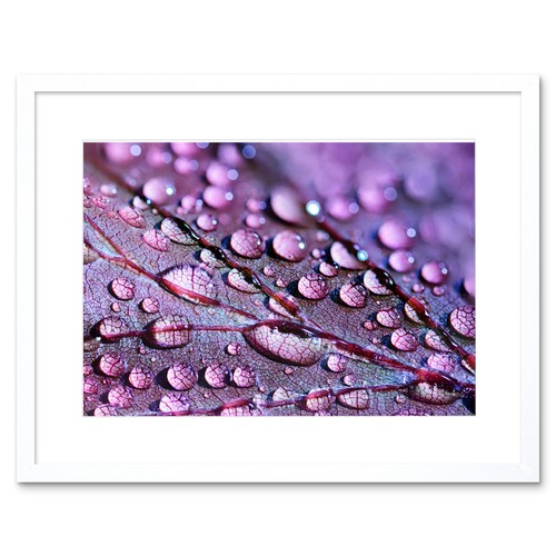 Wassertropfen lila blatt - wassertropfen,
