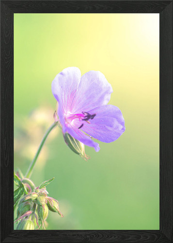 Lila wildblume gerahmtes - lila,