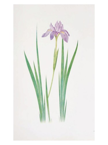 Lila iris botanisches poster - iris,