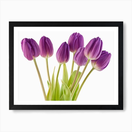 Tulpe lila kunstdruck - tulpe,