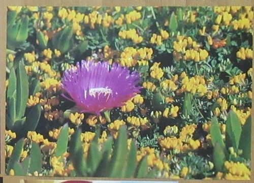 Poster lila blumen gel - /,