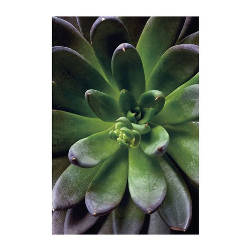 Wandbild succulent single - wandbild,