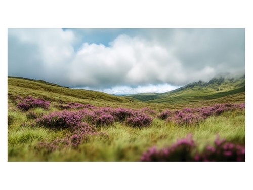 Lila heide landschafts poster - lila, landschafts-poster