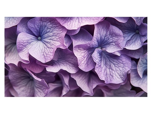 Lila hortensie makro poster - poster, |