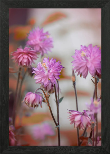 Rosa und lila blumen - rosa,